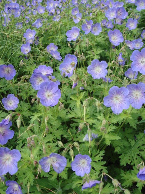 Geranium himalayense 'Gravetye'